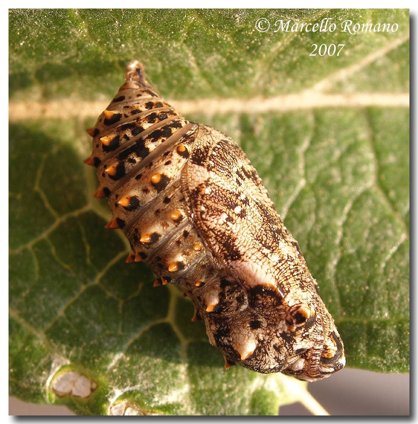 Bruco e crisalide di Melitaea ornata (Lepid., Nymphalidae)